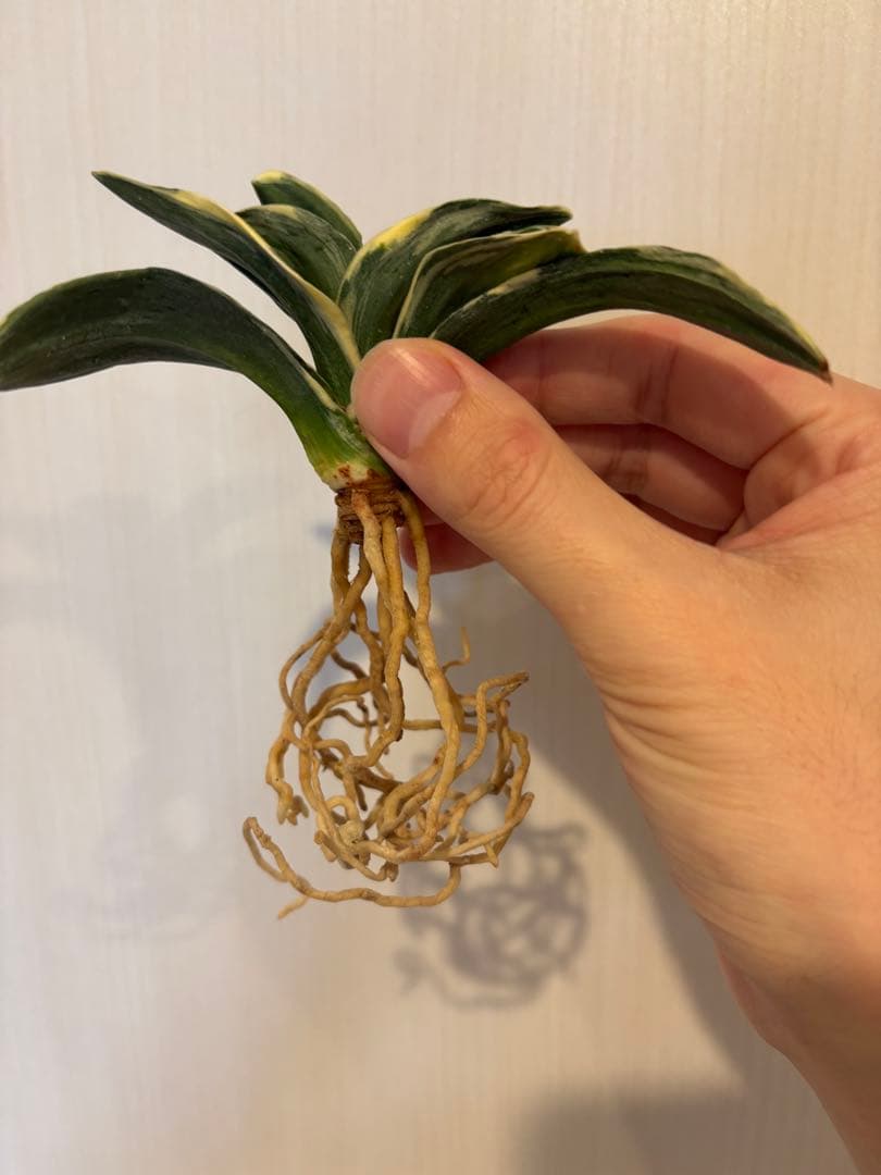 【早い者勝ち！】万年青　力和　羅紗系　金文字　美術木クラス　縁金鉢付き