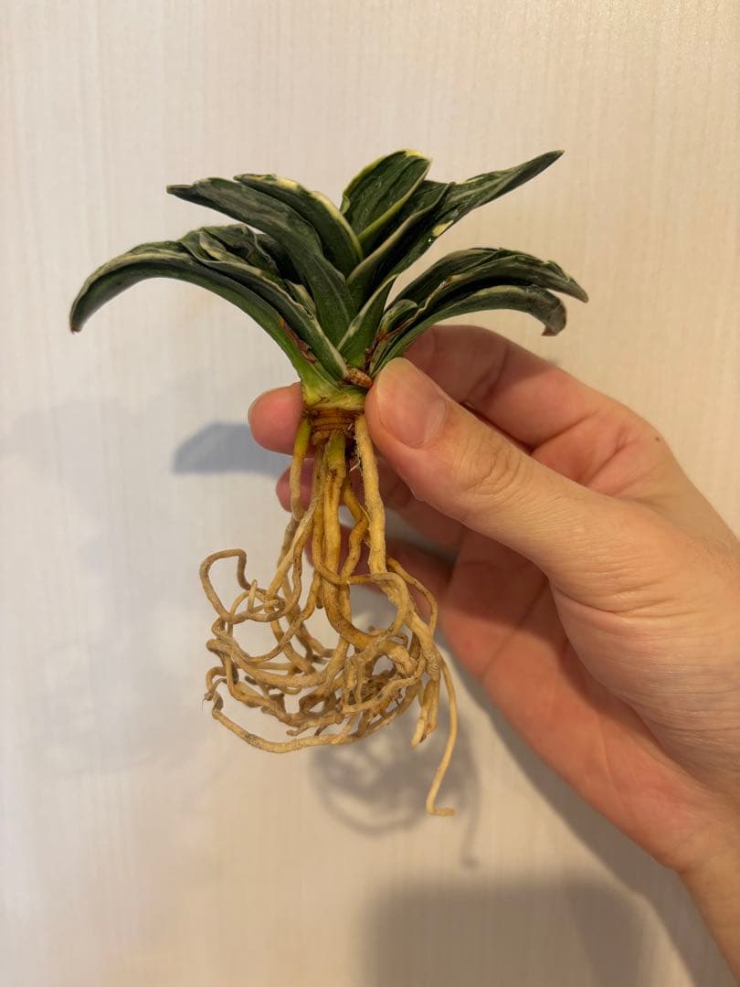 【早い者勝ち！】万年青　力和　羅紗系　金文字　美術木クラス　縁金鉢付き