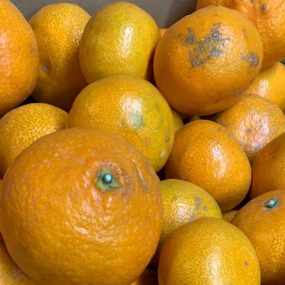 和歌山　有田みかん　8kg　 3箱　訳あり　ミカン