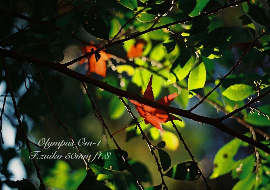 ★入門に★OLYMPUS OM-1/レンズセット★完動品＊美品＊初期保証