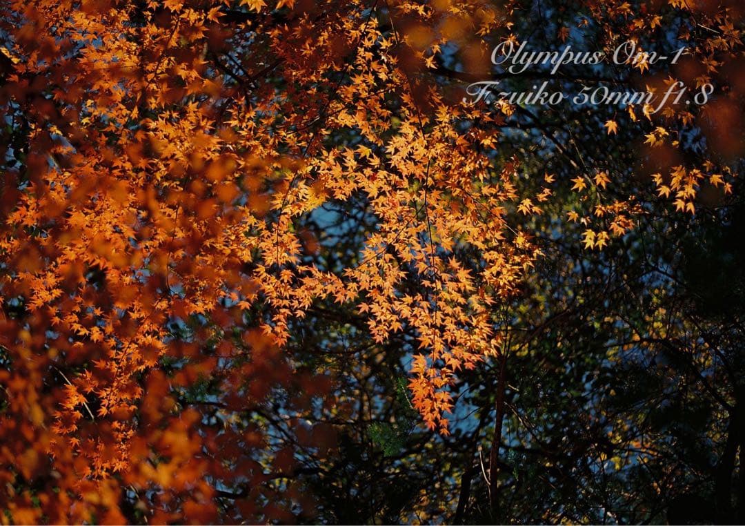 ★入門に★OLYMPUS OM-1/レンズセット★完動品＊美品＊初期保証