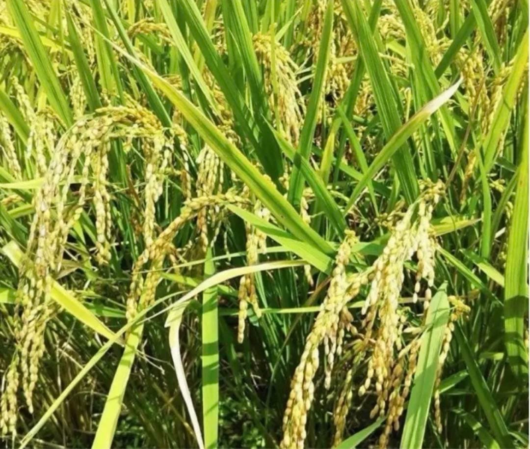 令和7年　新米　大分県産なつほのか　白米20㎏キロ精米済み分お米こめ10㎏×2