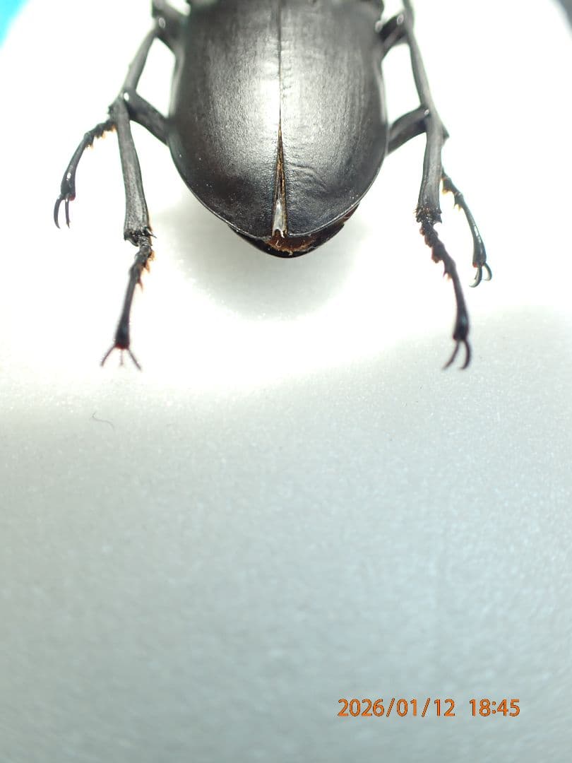 だ*お様 特大!!　54.1㎜　ヒメオオクワガタ