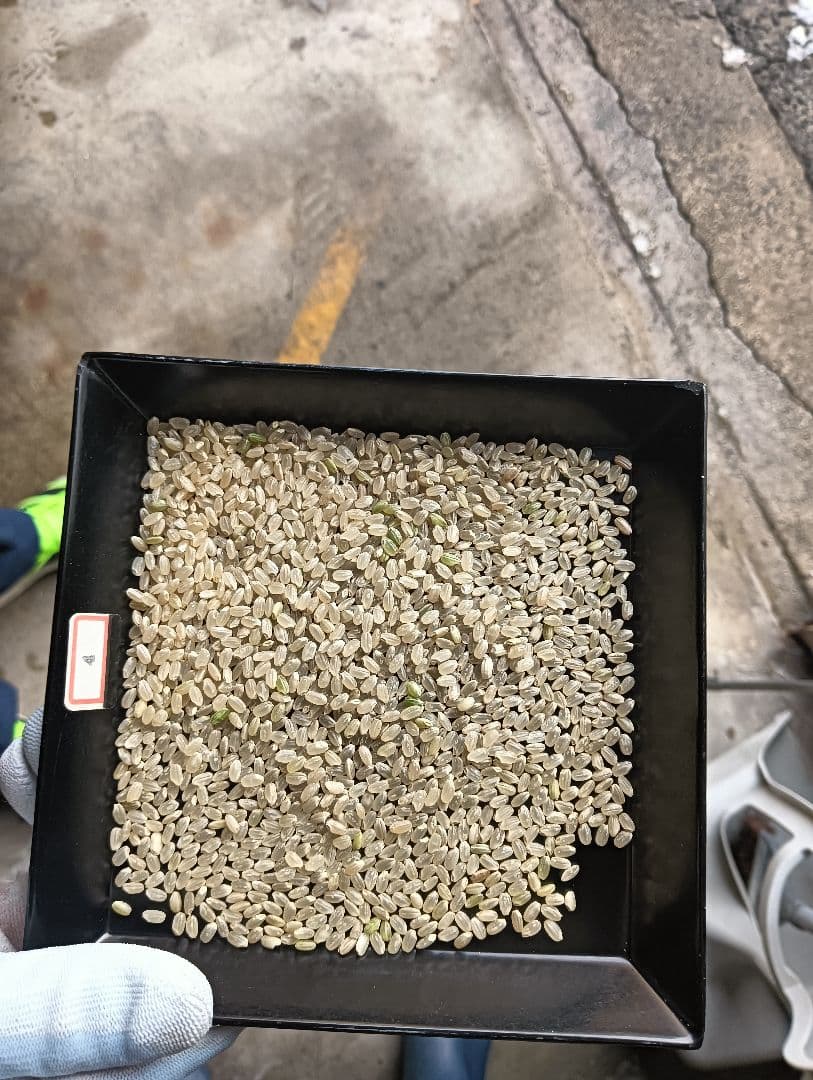 R7年　まっしぐら10kg（玄米）