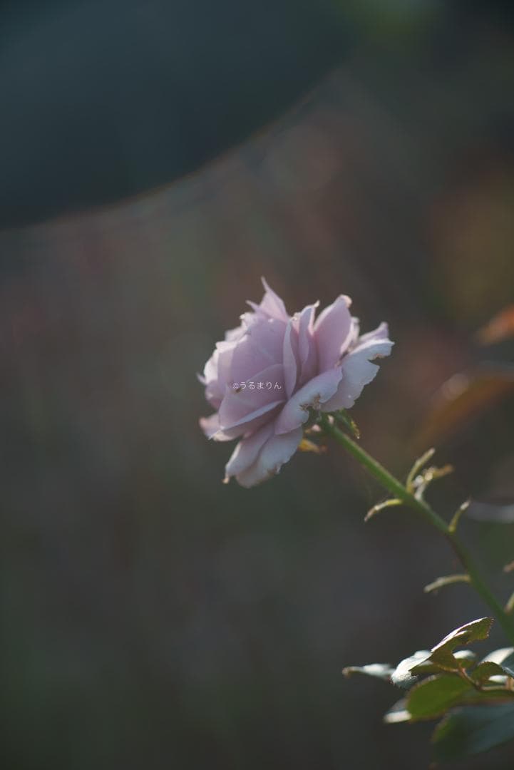 日独融合！中身もライカ！Leica Elmar-c 90mm F4