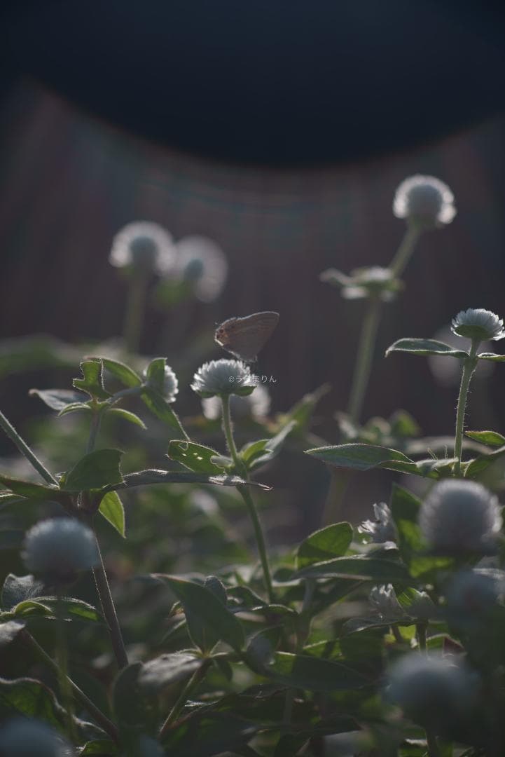 日独融合！中身もライカ！Leica Elmar-c 90mm F4