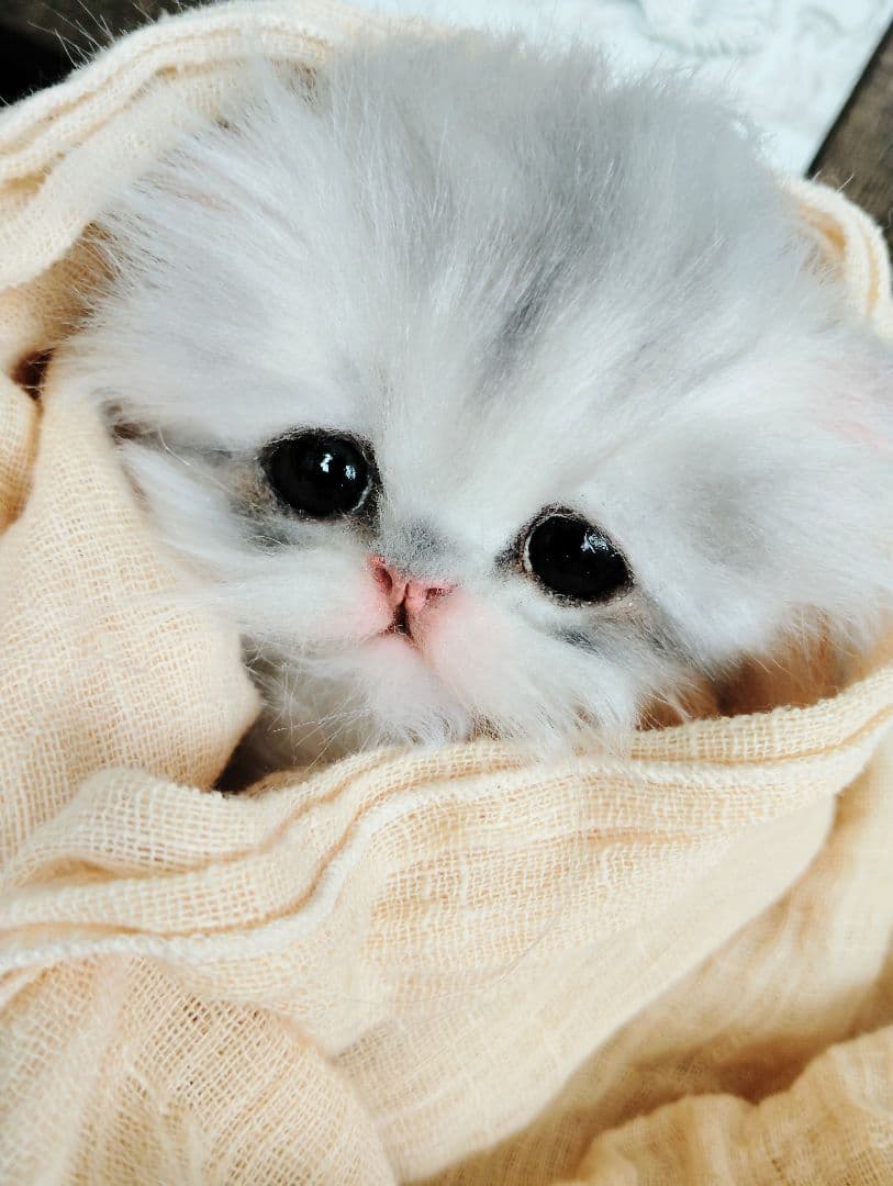 ペルシャベビー♡子猫のシュガーちゃん♡アートドール♡ぬいぐるみ♡