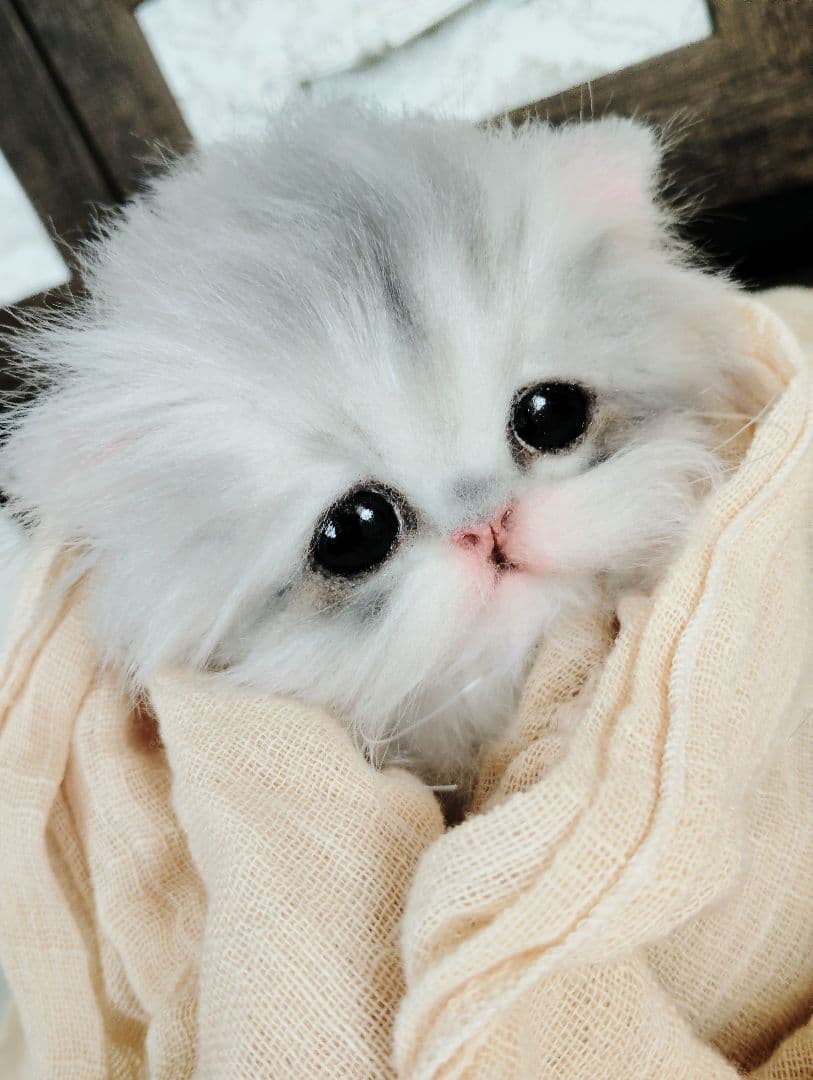 ペルシャベビー♡子猫のシュガーちゃん♡アートドール♡ぬいぐるみ♡