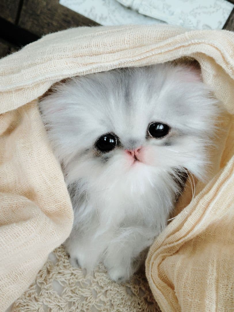 ペルシャベビー♡子猫のシュガーちゃん♡アートドール♡ぬいぐるみ♡