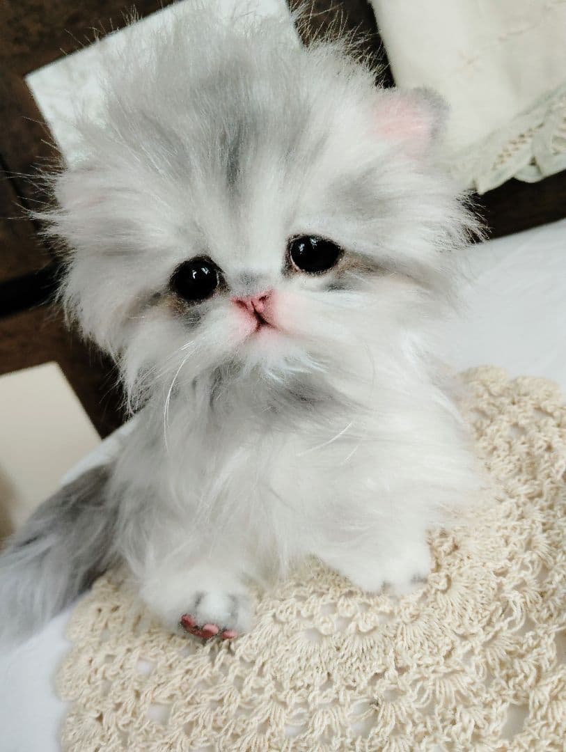 ペルシャベビー♡子猫のシュガーちゃん♡アートドール♡ぬいぐるみ♡
