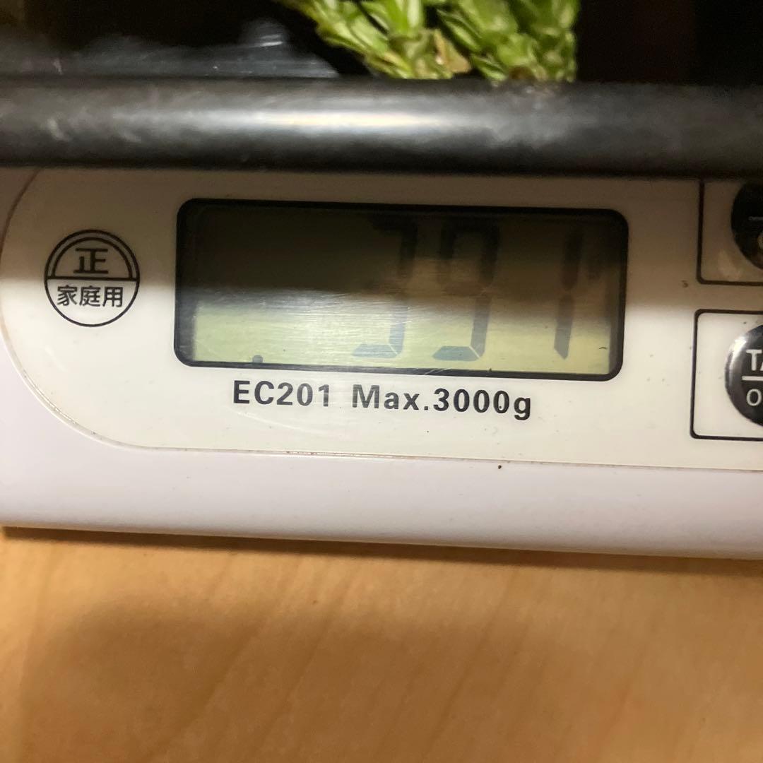 北海道産❗️天然松茸❗️700g‼️終盤‼️