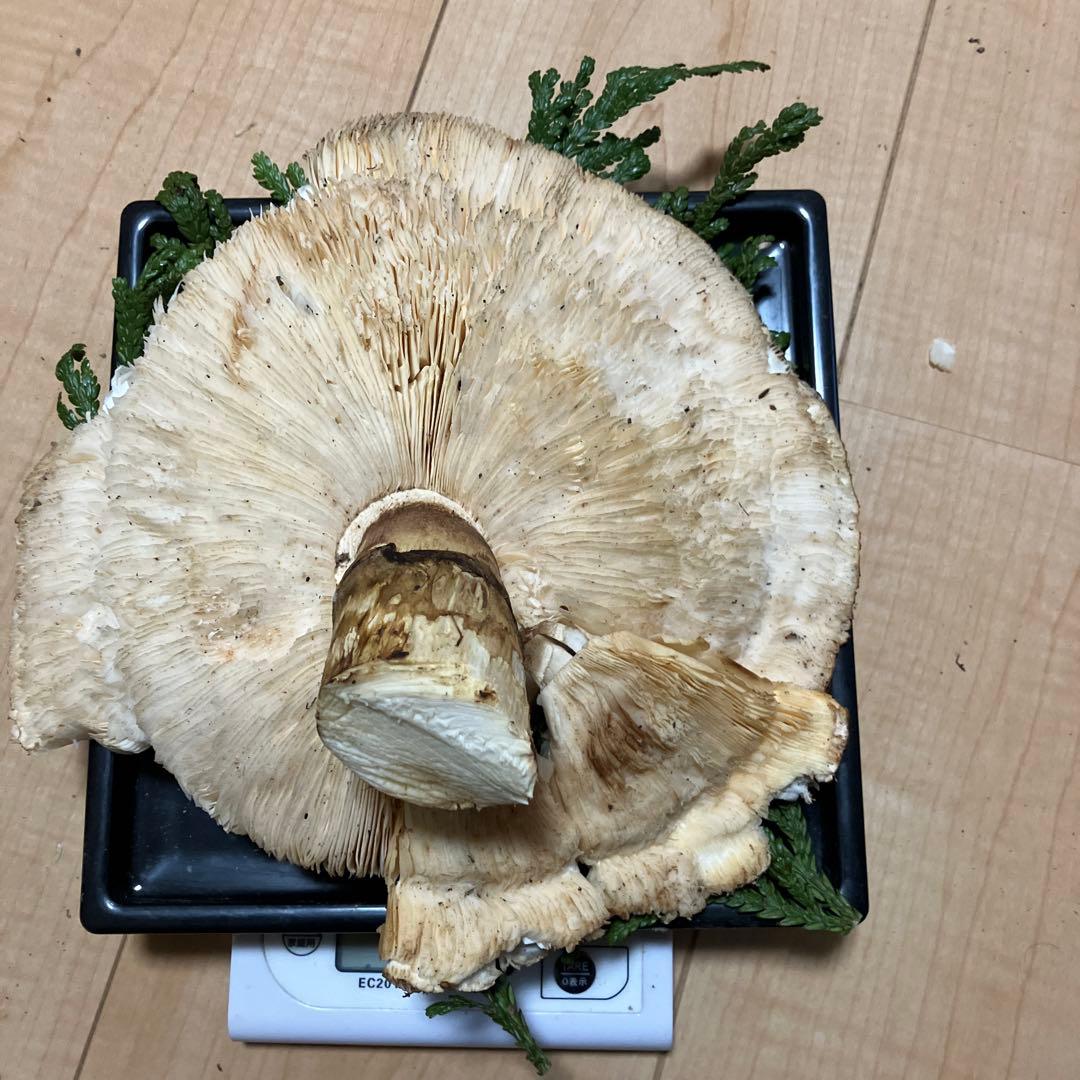 北海道産❗️天然松茸❗️700g‼️終盤‼️