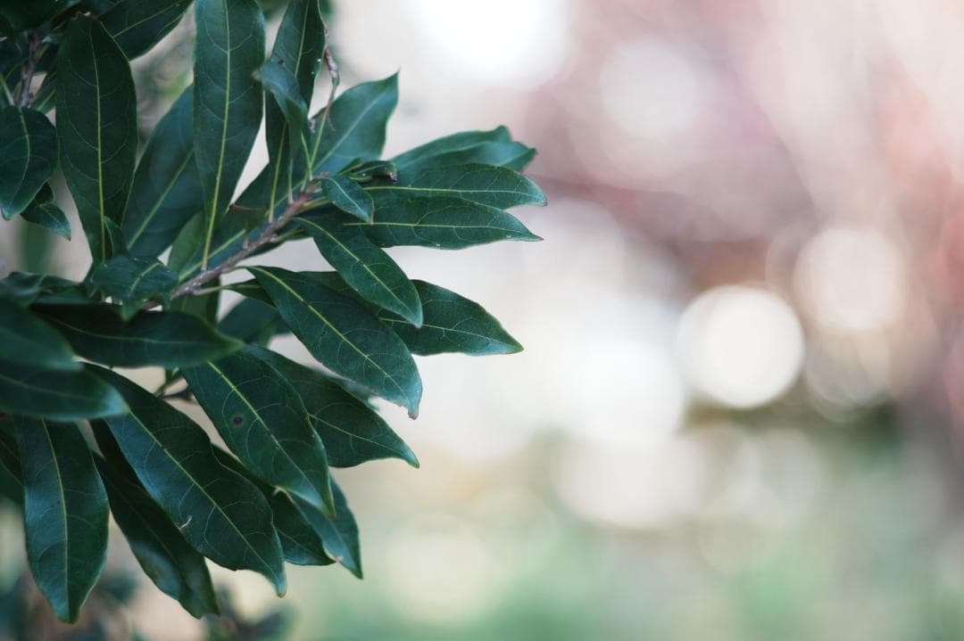【整備＆テスト済】Pentax SMC Takumar 105mm F2.8 2