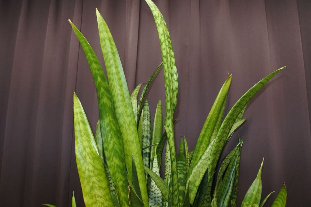 Nikon J1 5＋NIKKOR VR 30-110mm 3.8-5.6望遠