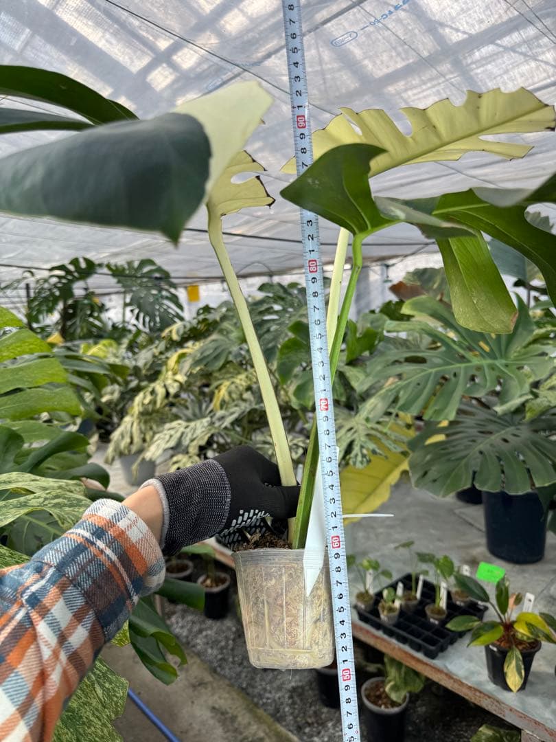 K*様 37モンステラ　ボルギシアナ　x デリシオーサ　ミント　美斑入り健康カッ