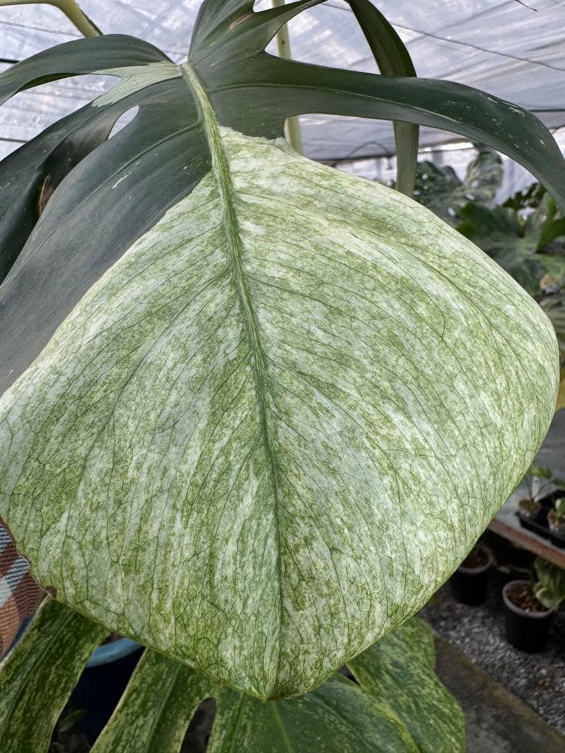 K*様 37モンステラ　ボルギシアナ　x デリシオーサ　ミント　美斑入り健康カッ