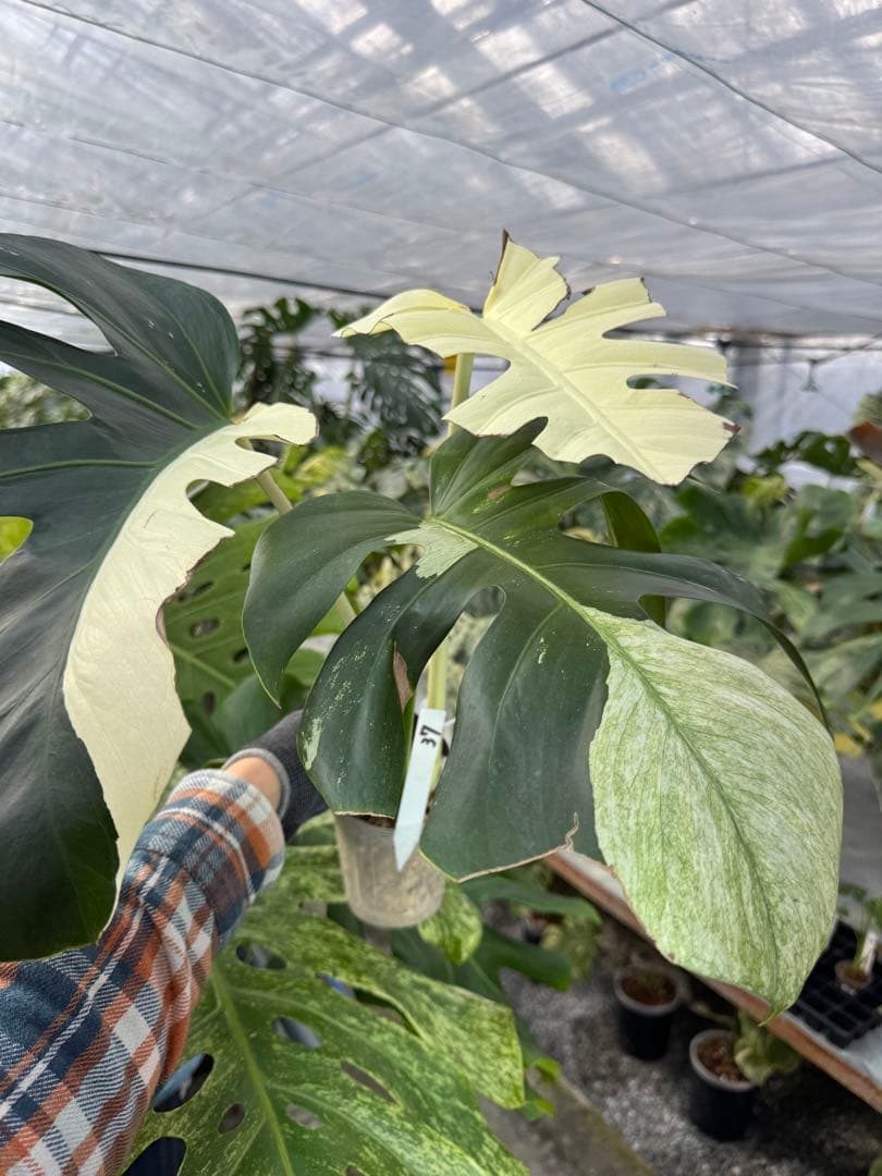 K*様 37モンステラ　ボルギシアナ　x デリシオーサ　ミント　美斑入り健康カッ