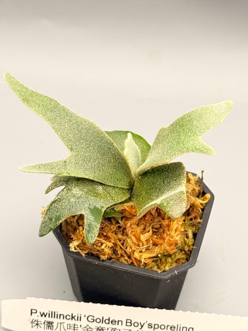 佐*武様 ビカクシダP.willinckii Golden Boy sporeド