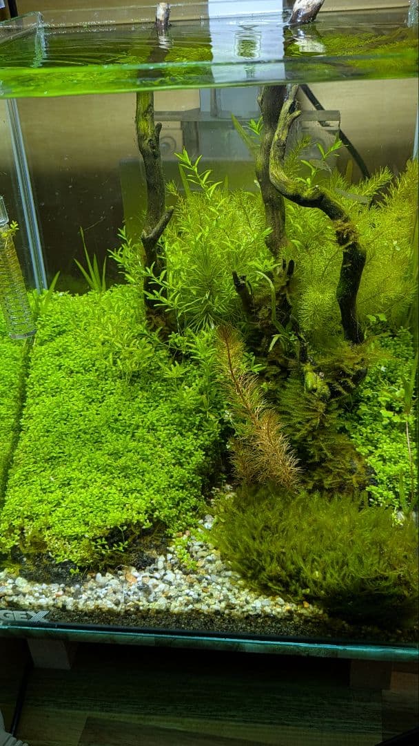 水槽(水草レイアウト済)