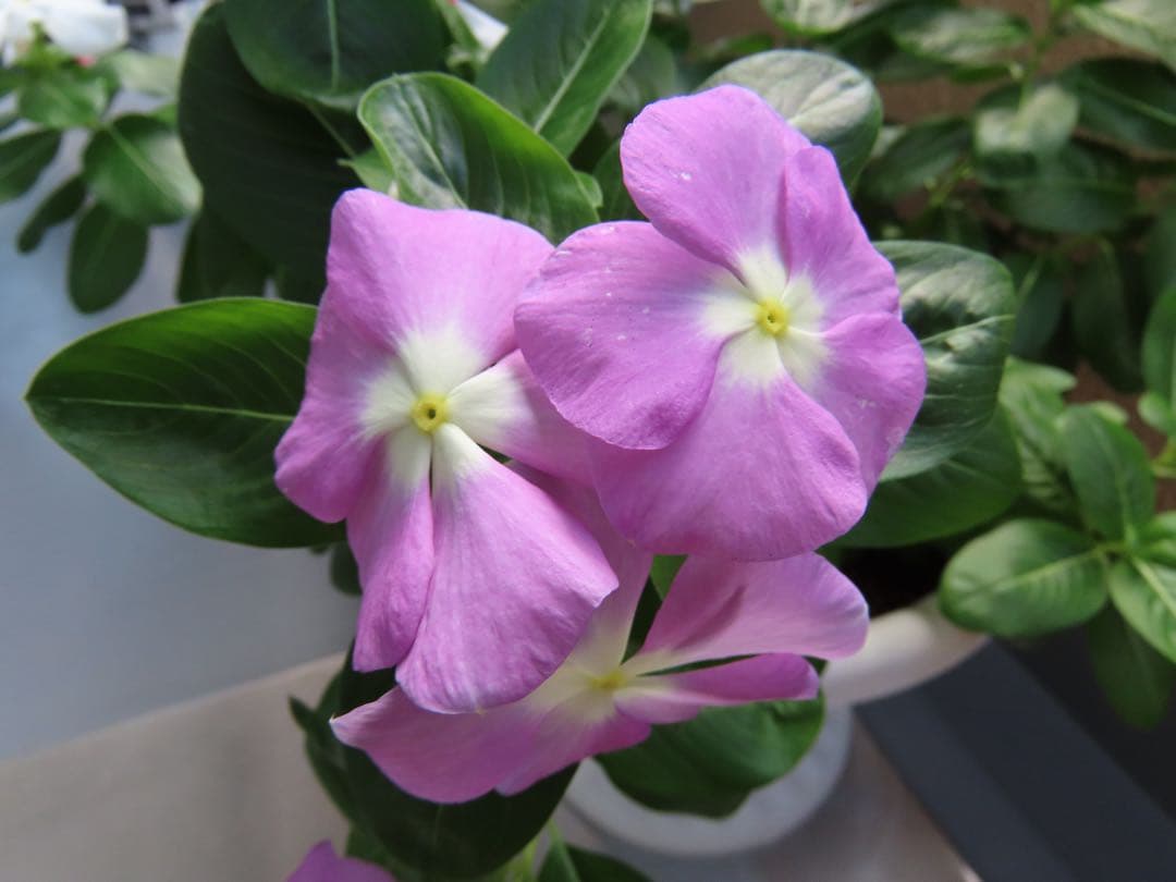 【美品 作例あり】Canon PowerShot SX70HS