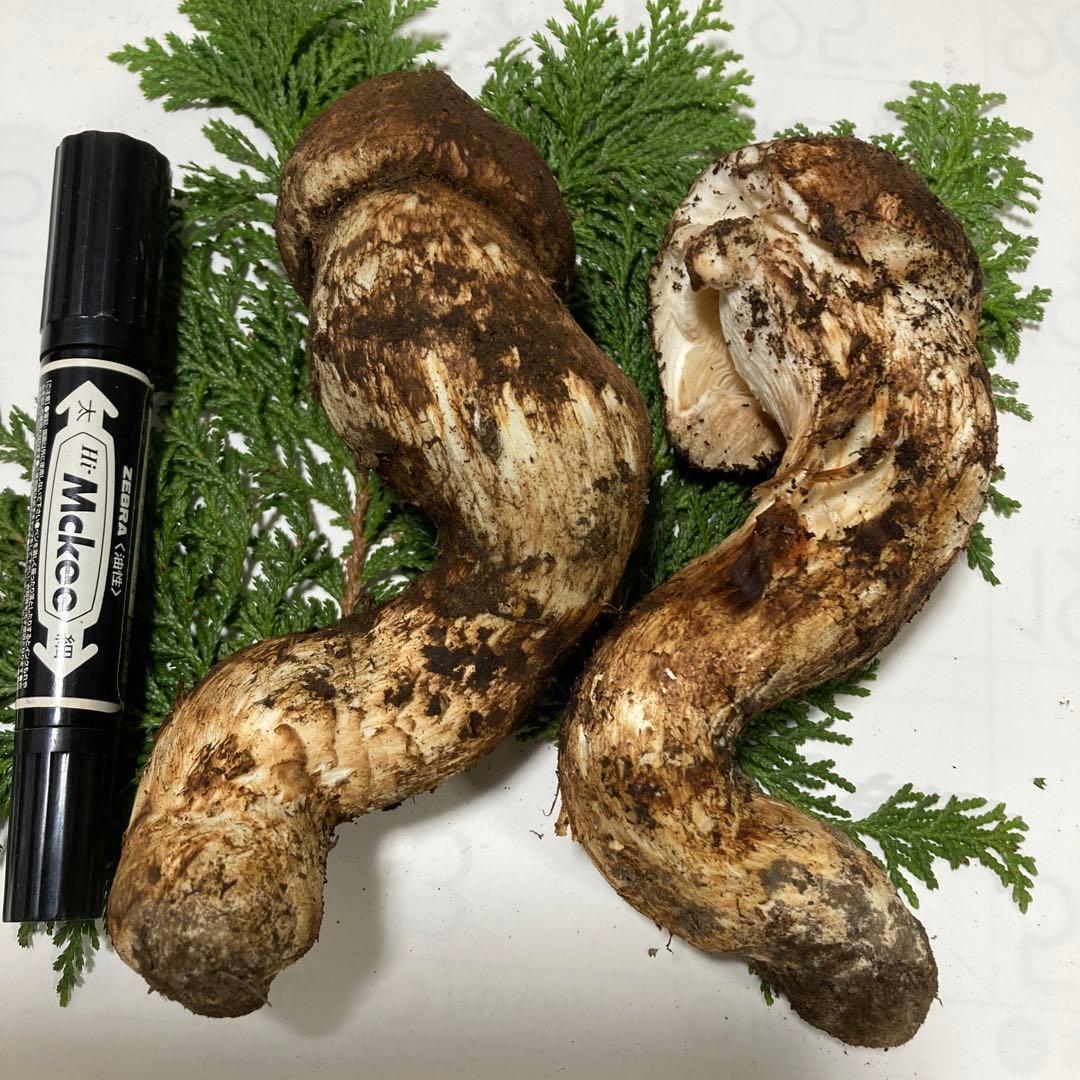 岩手県産　松茸　２本(260g) ゆうすけ