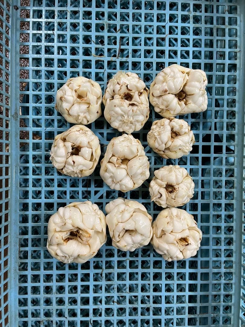 kantora　北海道産訳ありゆり根10キロ