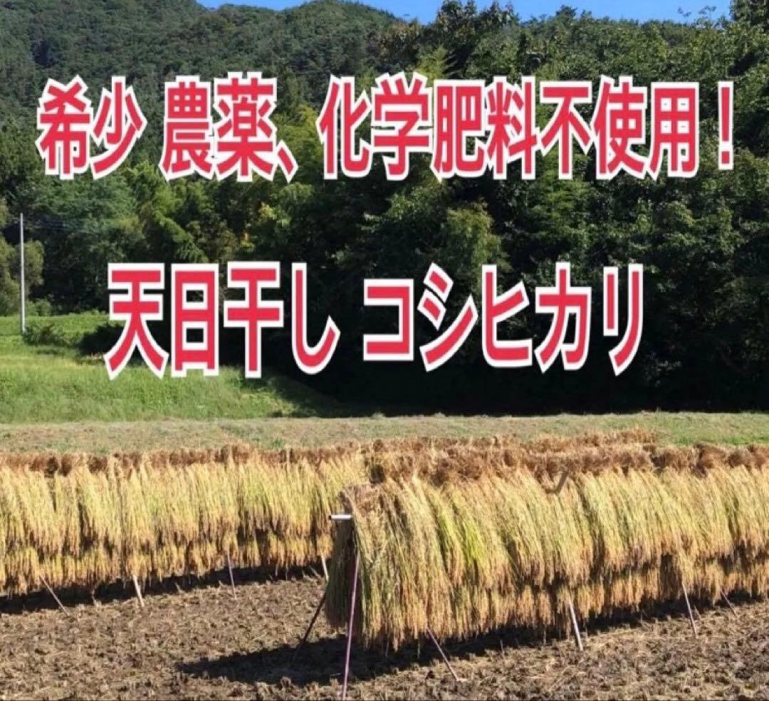 希少！ はざかけ米 無農薬！農家直送 100% コシヒカリ 10Kg