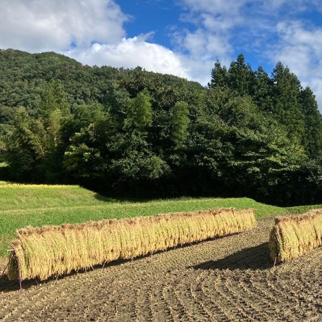 希少！ はざかけ米 無農薬！農家直送 100% コシヒカリ 10Kg