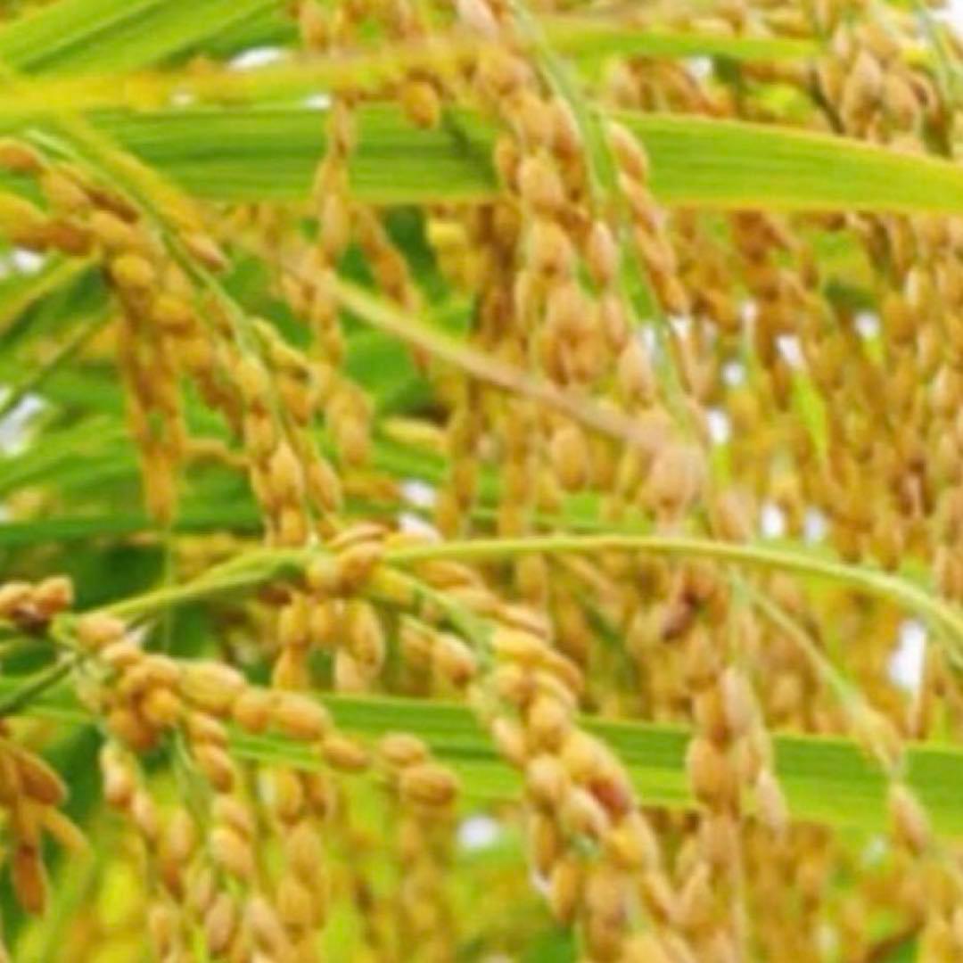 希少！ はざかけ米 無農薬！農家直送 100% コシヒカリ 10Kg