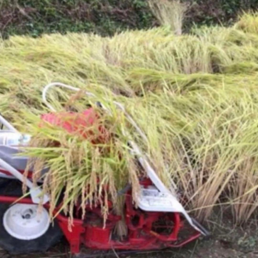 希少！ はざかけ米 無農薬！農家直送 100% コシヒカリ 10Kg