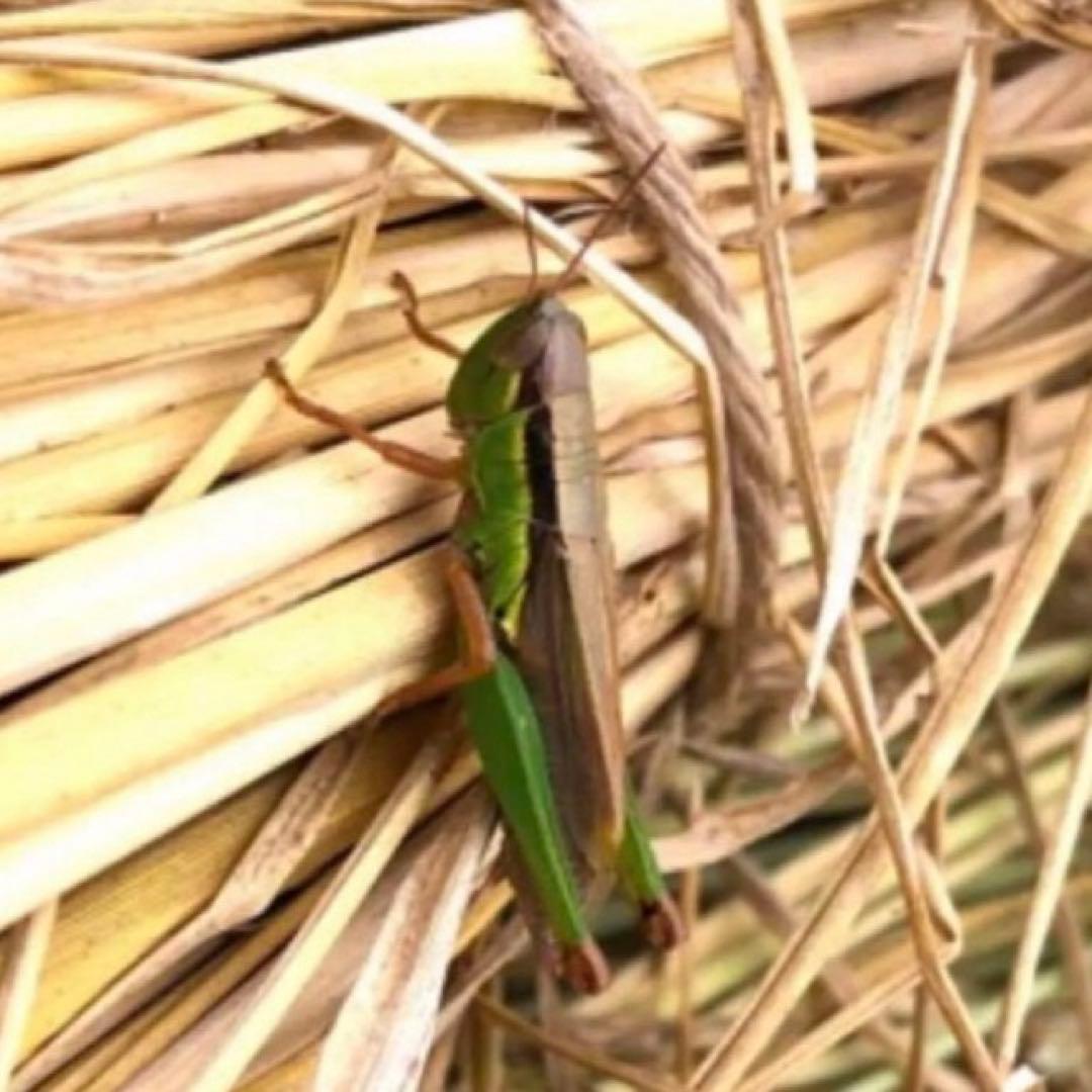 希少！ はざかけ米 無農薬！農家直送 100% コシヒカリ 10Kg