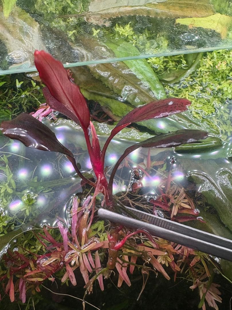 ブセファランドラ deep purple