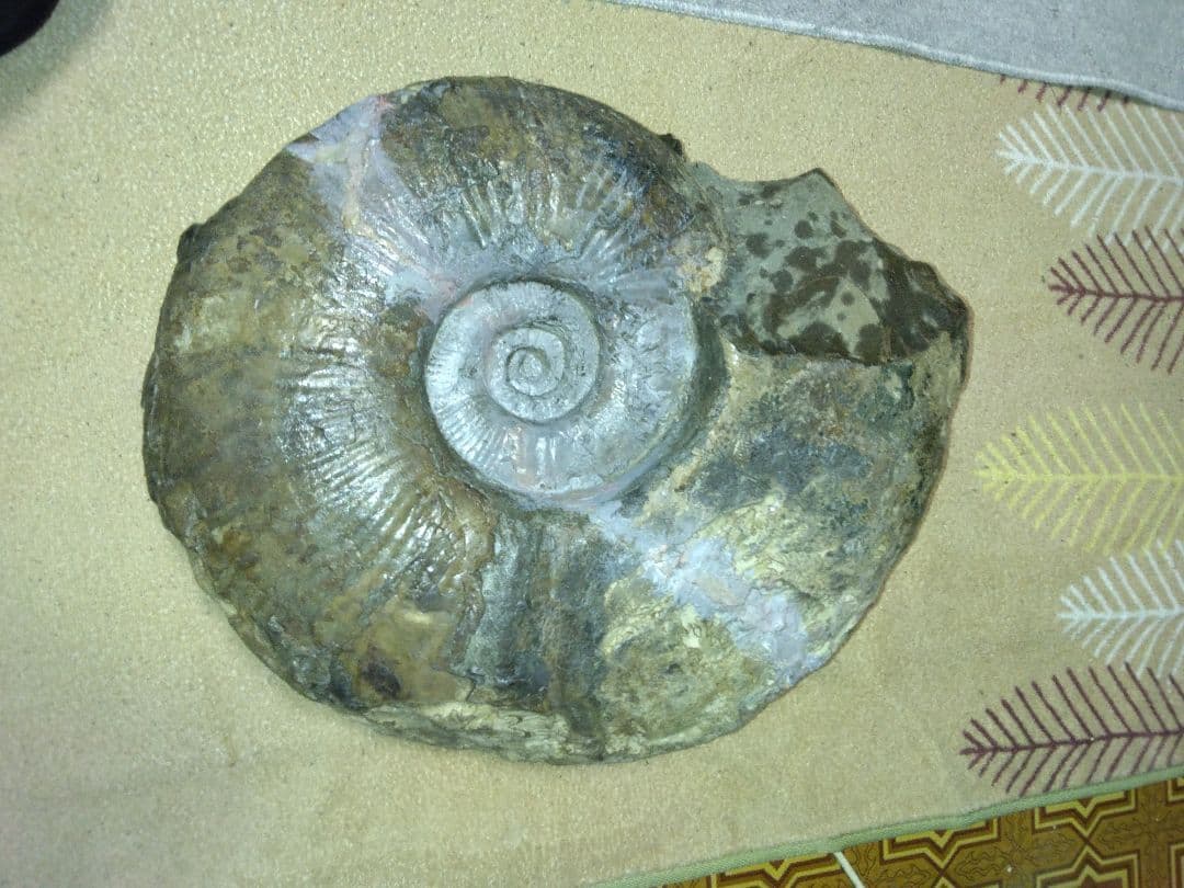 北海道小平町産　プゾシア　アンモナイト　北海道内限定販売です　53cm