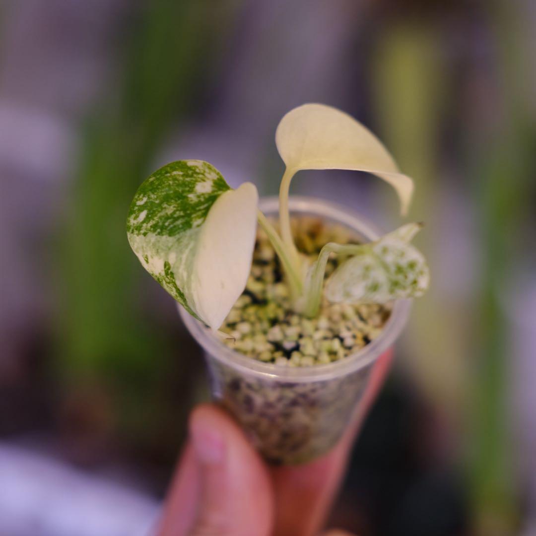 Monstera Mint｜モンステラ ミント