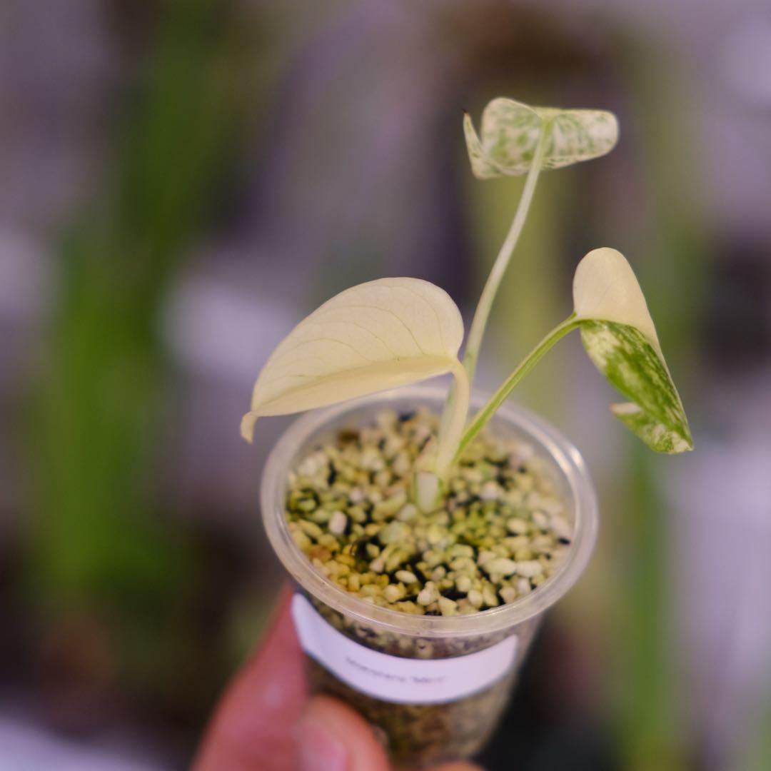 Monstera Mint｜モンステラ ミント