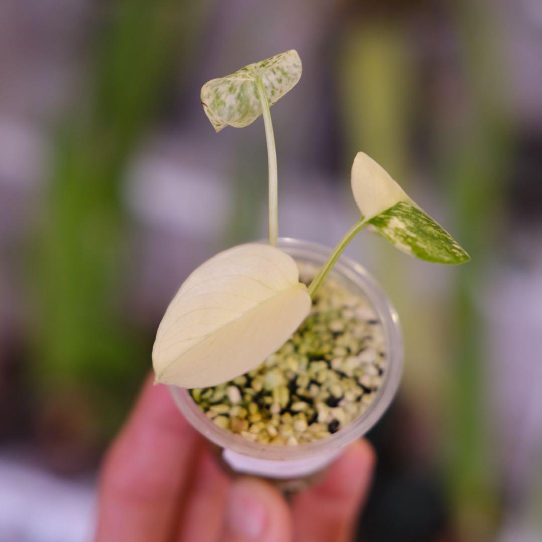 Monstera Mint｜モンステラ ミント