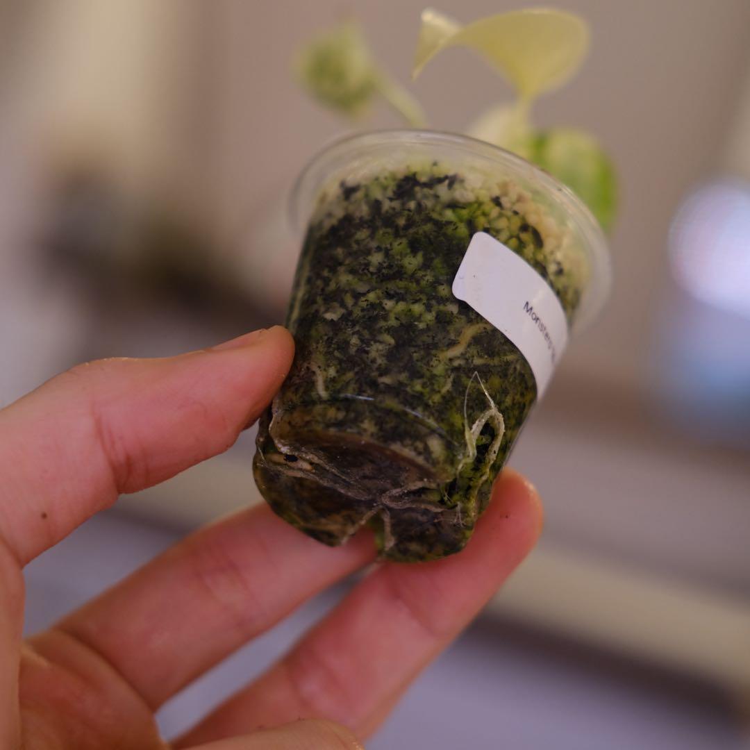 Monstera Mint｜モンステラ ミント