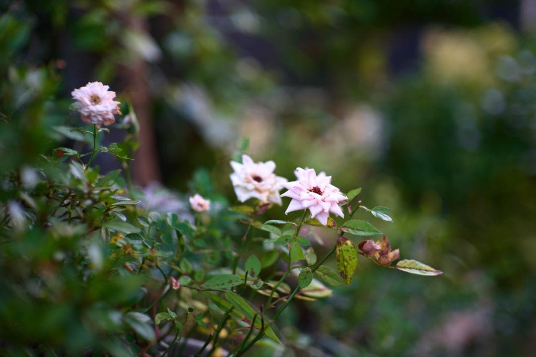 Nippon Kogaku NIKKOR-S・C 5cm F1.4 Sマウント