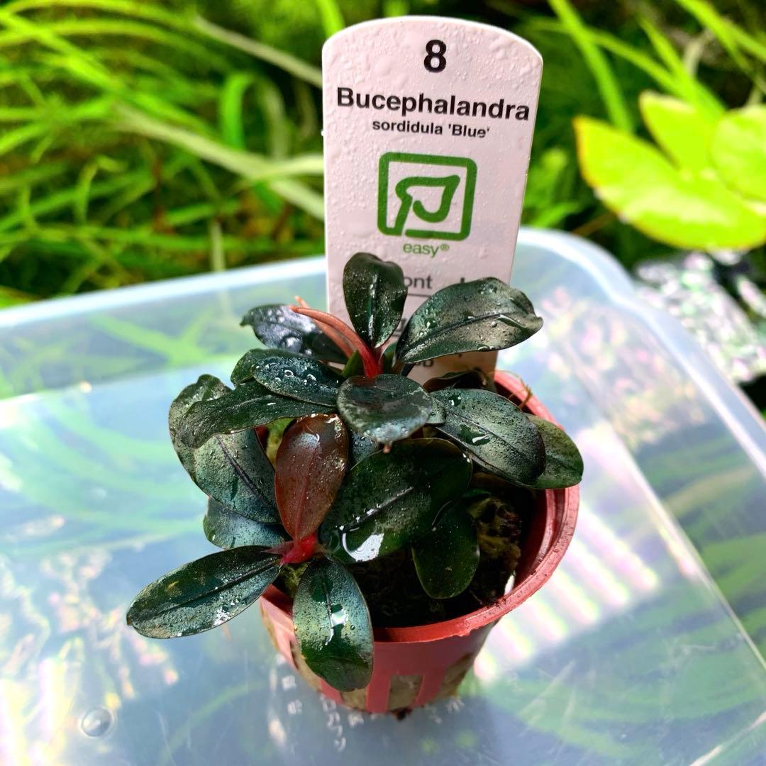 ブセファランドラ sordidula 'Blue' トロピカ社1ポット