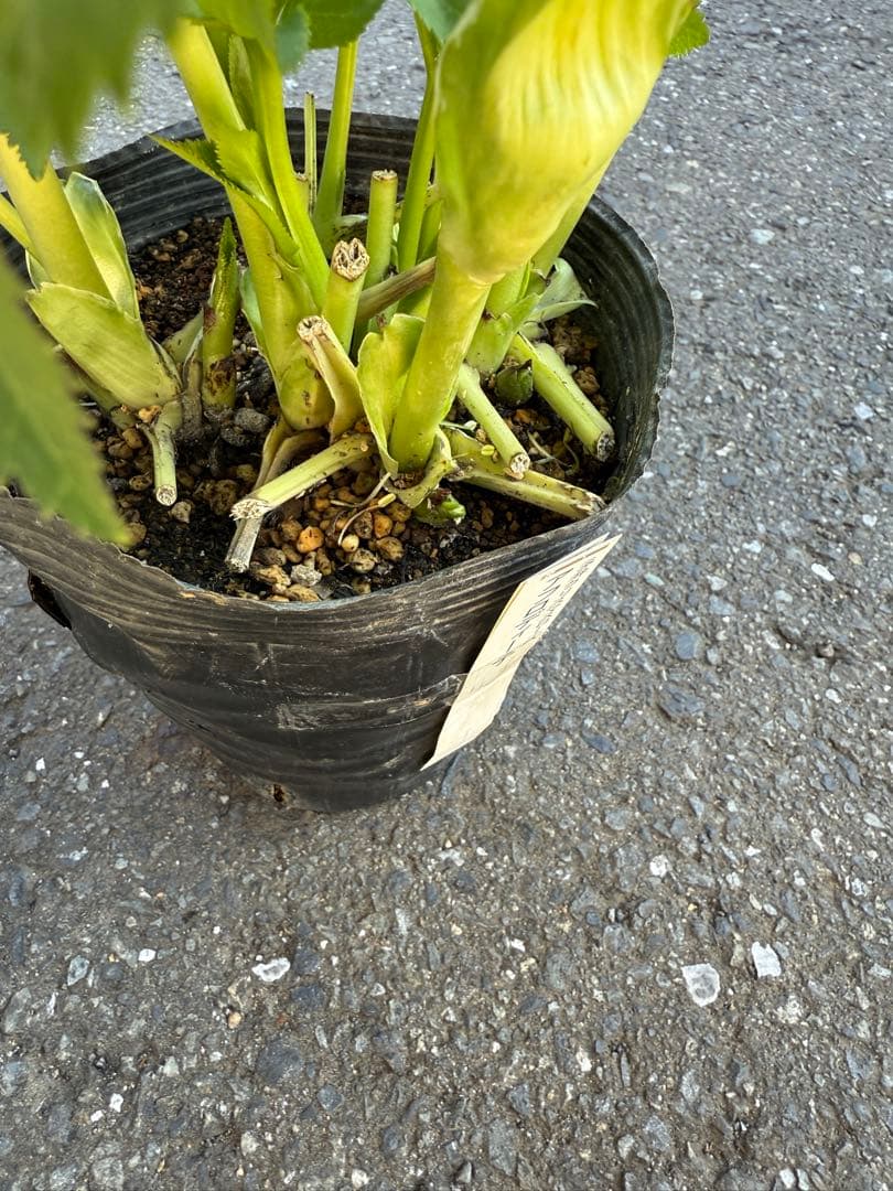 ★専用　ジャスミン様ゴージャス！大株アフロディーテ　多弁★クリスマスローズ開花株