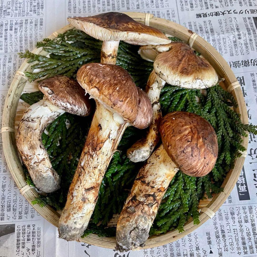 天然きのこ 松茸 国産 マツタケ まつたけ 大自然の凛さん採取その163