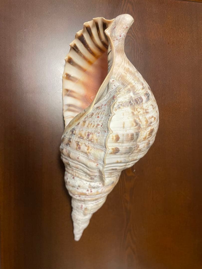 ネ*科様 天然　法螺貝　40cm 1585g‼️
