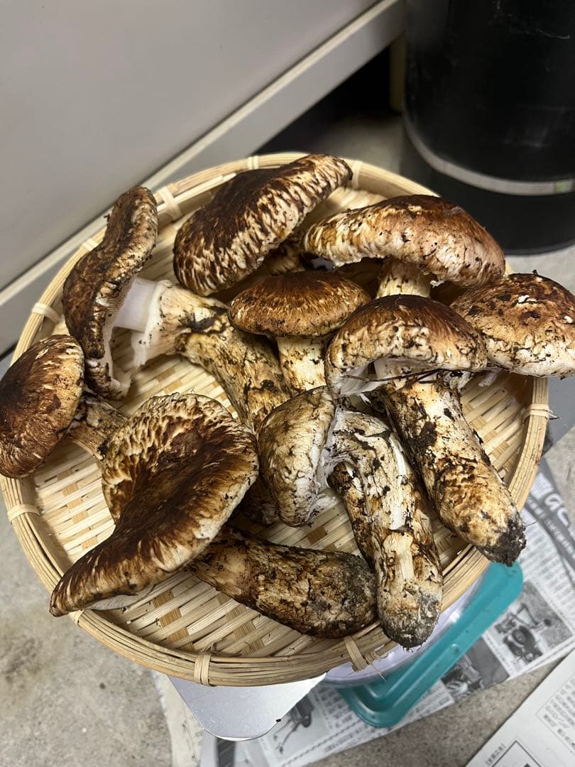 岩手県産松茸　開き　2