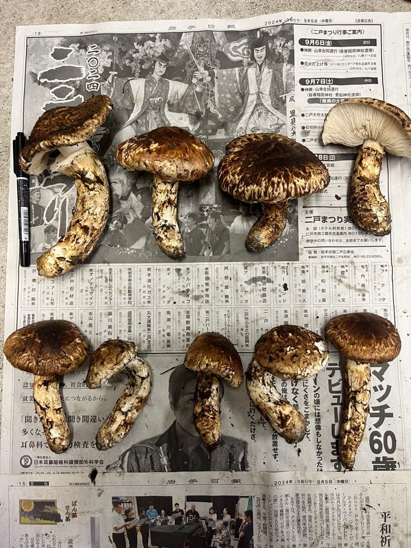 岩手県産松茸　開き　2