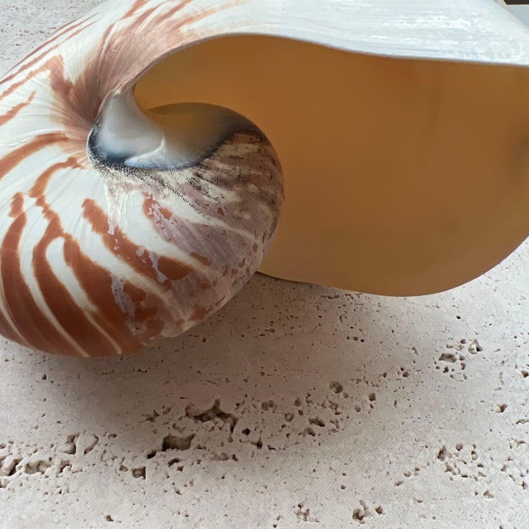 オーム貝　二種セット断面カットとカットなし