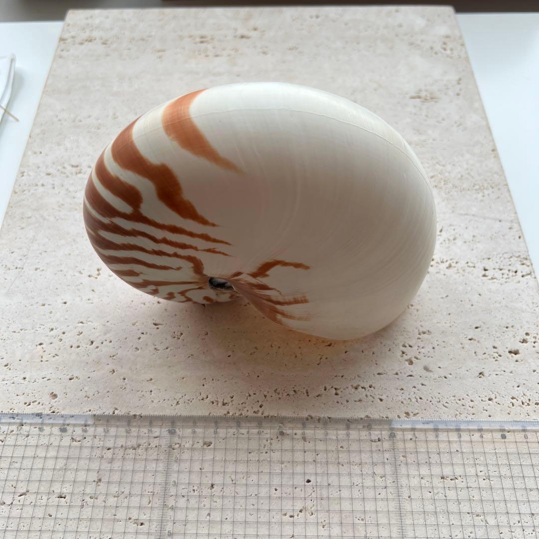 オーム貝　二種セット断面カットとカットなし