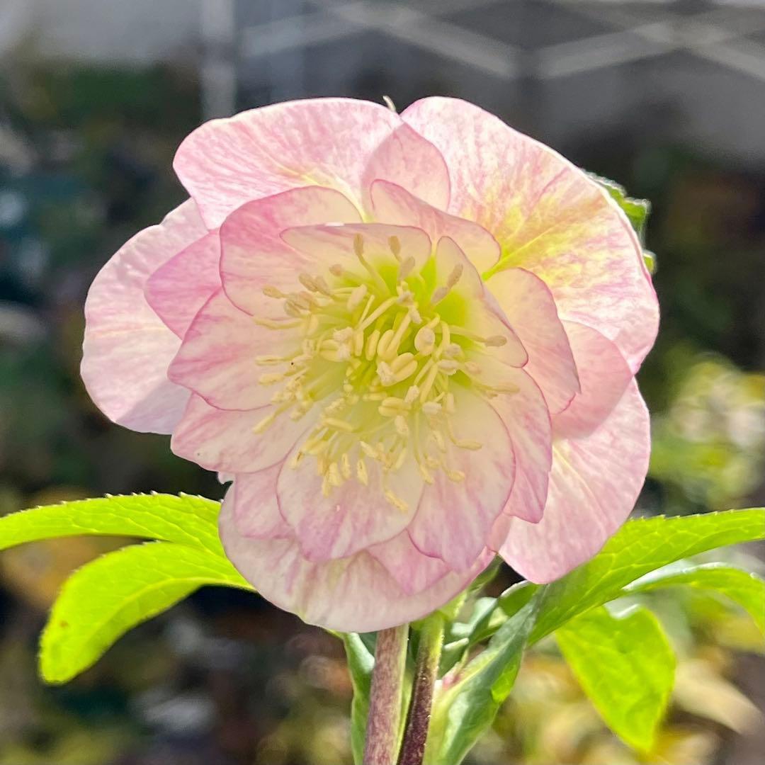 ラ*ク様 3511☘️蕾花付き☘️小輪⭐️ペールピンクぼかし⭐️クリア美人⭐️樋