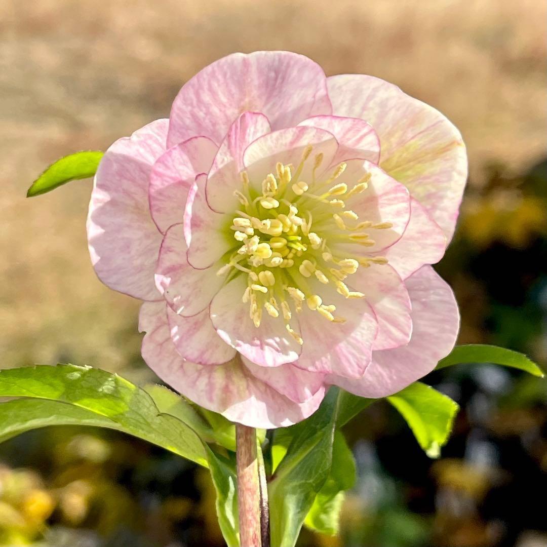 ラ*ク様 3511☘️蕾花付き☘️小輪⭐️ペールピンクぼかし⭐️クリア美人⭐️樋