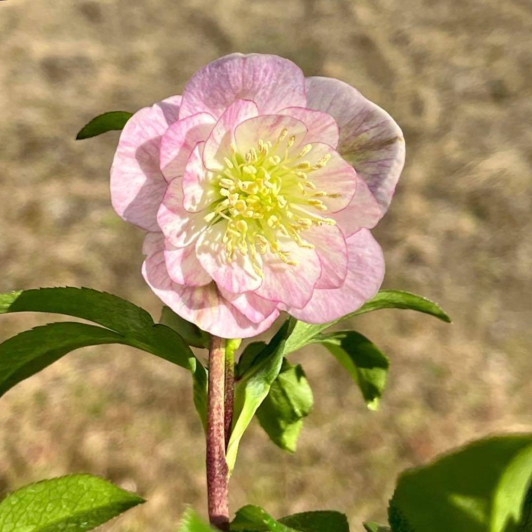 ラ*ク様 3511☘️蕾花付き☘️小輪⭐️ペールピンクぼかし⭐️クリア美人⭐️樋