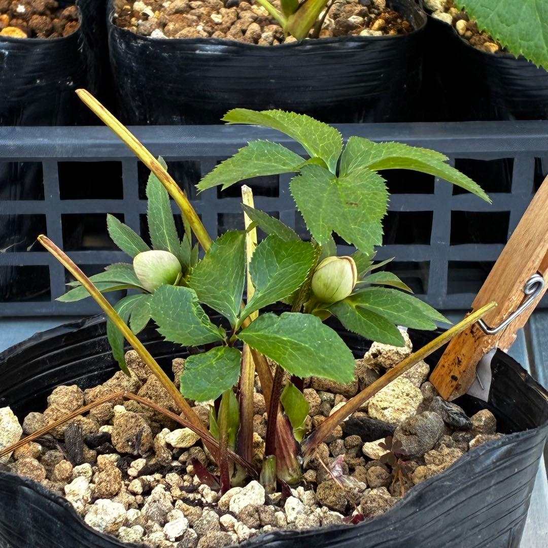 ラ*ク様 3511☘️蕾花付き☘️小輪⭐️ペールピンクぼかし⭐️クリア美人⭐️樋